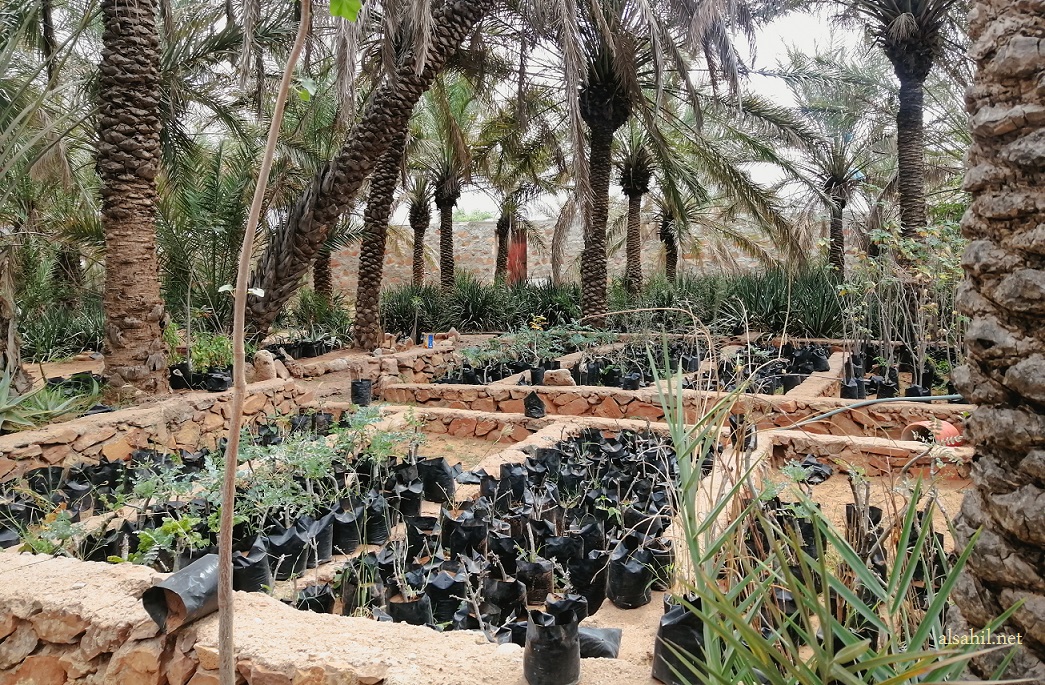 شتلات لعدة نباتات سقطرية