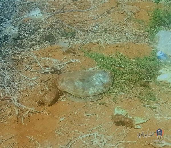 بقايا سلحفاة بالقرب من أحد سواحل سقطرى